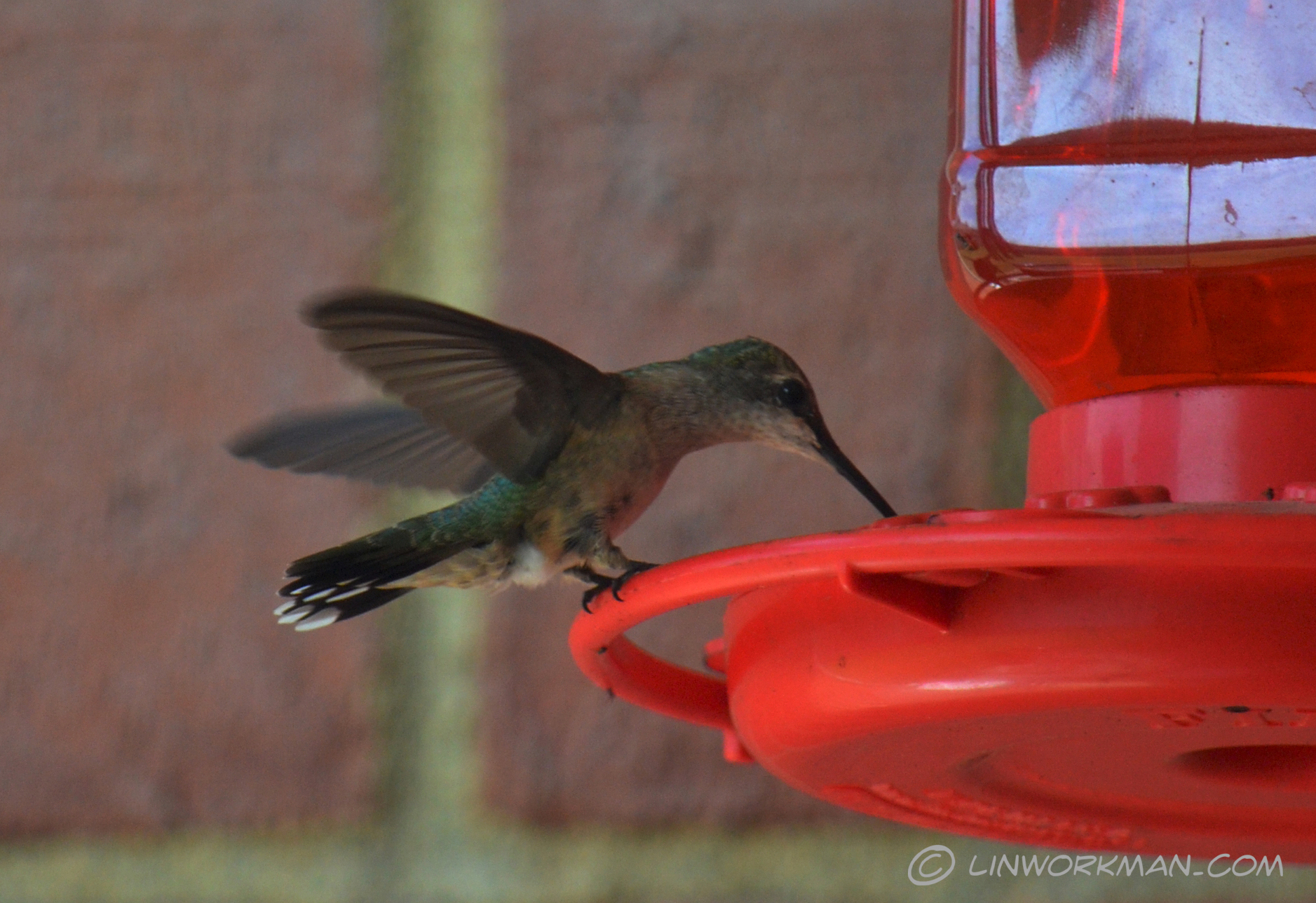 Why do humming birds hum? Because they don’t know the words! New pics