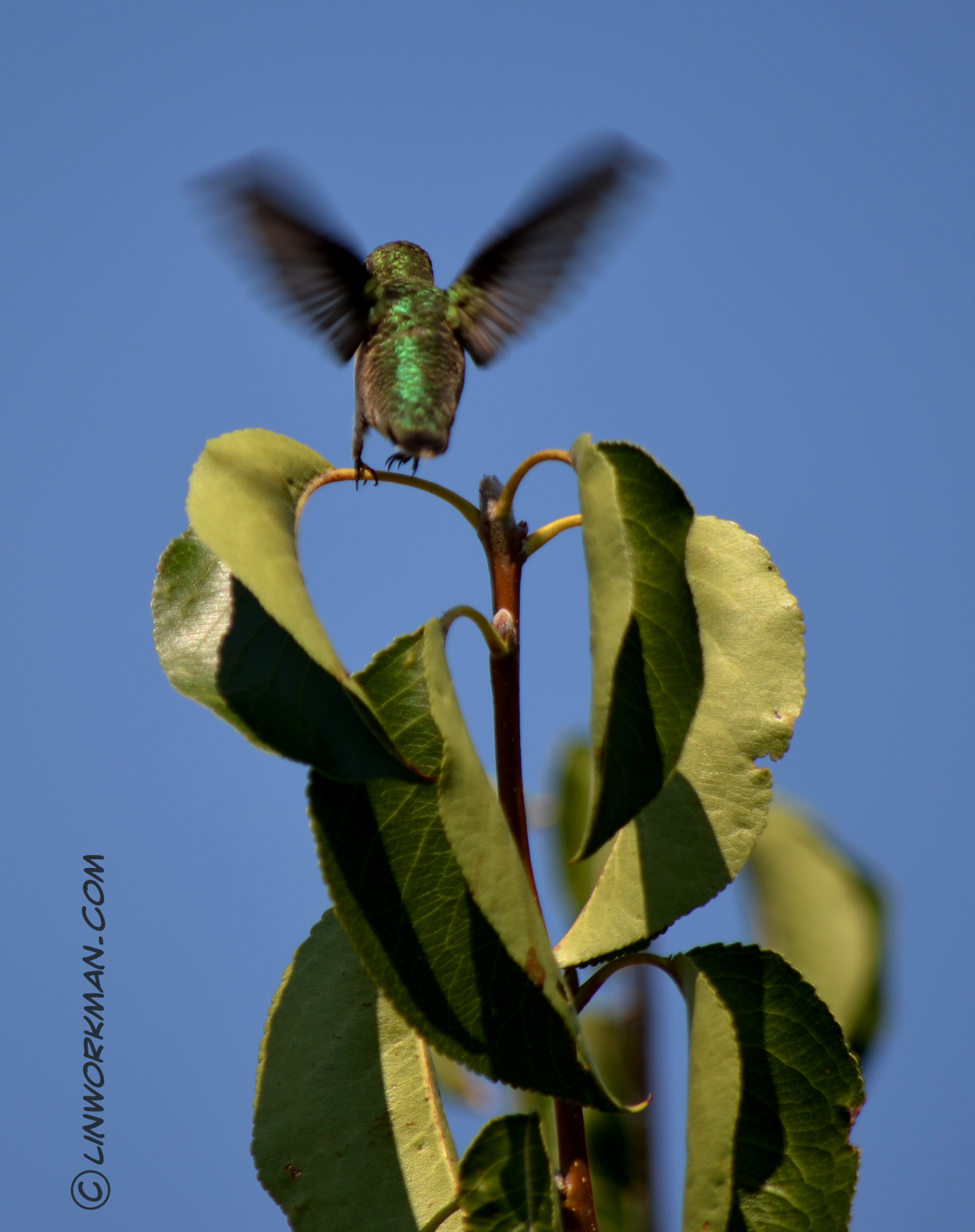 “Why do birds suddenly appear…?” Hummingbird pics pt2