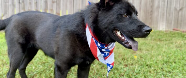 Koda’s First 4th Of July